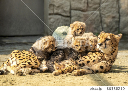 お母さんに纏わりつく生後2ヶ月の赤ちゃんチーター兄弟の写真