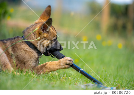 Dog portrait of a nine weeks old German Shepherd puppy playing in green grass. Sable colered, working line breed 80586720