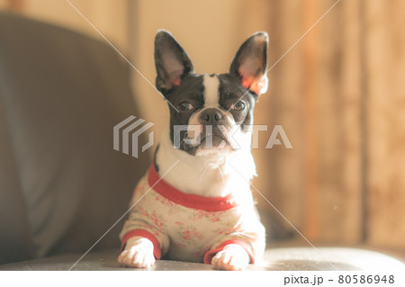 ボストンテリア ボストンテリア 80586948