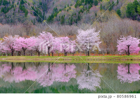 春の沼辺　さくら　サクラ　山桜　ヤマザクラ 80586961