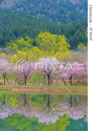 春の沼辺　さくら　サクラ　山桜　ヤマザクラ 80586962