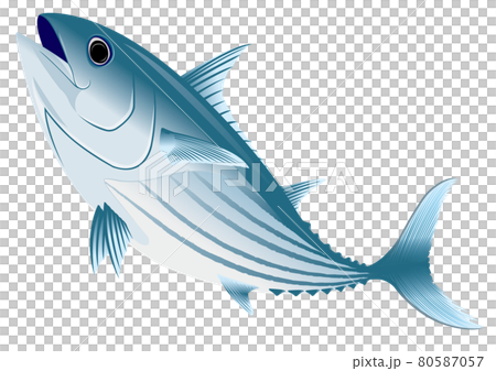 Skipjack image - Stock Illustration [80587057] - PIXTA