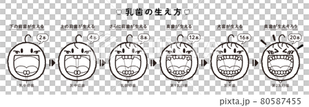 乳牙發育過程示意圖（1橫排，標題+編號+牙名） 80587455