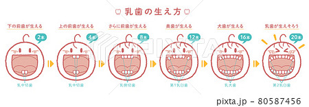 乳歯が生える過程の解説イラスト（ヨコ1列、見出し＋本数＋歯の名称つき） 80587456
