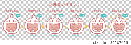 乳歯が生える過程の解説イラスト（ヨコ1列、見出し＋本数＋歯の名称つき） 80587456