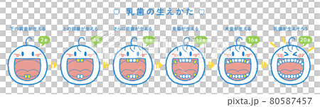 乳牙發育過程示意圖（1橫排，標題+編號） 80587457