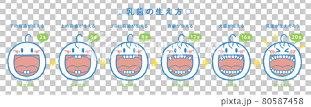 乳牙發育過程示意圖(1橫排,標題+編號+牙名) 乳牙發育過程示意圖(1橫排,標題+編號+牙名) 80587458