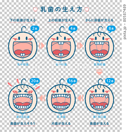 乳歯が生える過程の解説イラスト ヨコ2列 見出し 本数 歯の名称つき のイラスト素材