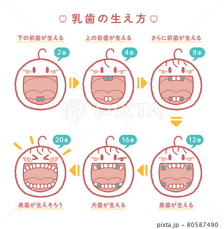 乳歯が生える過程の解説イラスト ヨコ2列 見出し 本数つき のイラスト素材