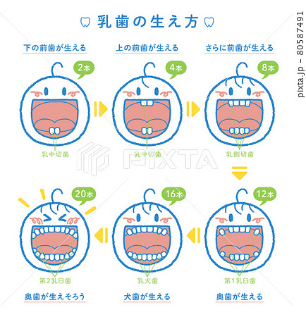 乳歯が生える過程の解説イラスト ヨコ2列 見出し 本数 歯の名称つき のイラスト素材