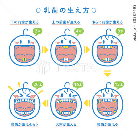 乳歯が生える過程の解説イラスト（ヨコ2列、見出し＋本数つき） 80587495