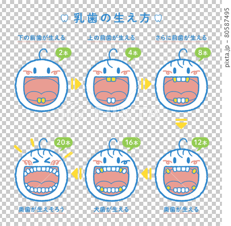 乳歯が生える過程の解説イラスト（ヨコ2列、見出し＋本数つき） 80587495