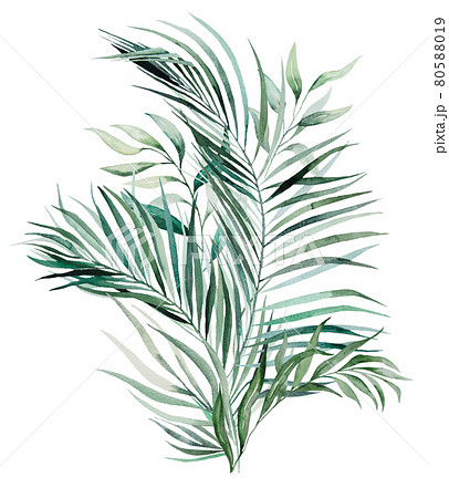 Watercolor tropical leaves bouquet illustration Watercolor tropical leaves bouquet illustration 80588019