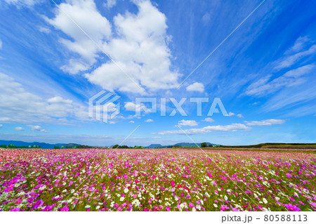 コスモス畑と秋空(香川県) 80588113