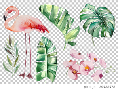 Watercolor pink flamingoes and tropical green leaves isolated illustration 80588578
