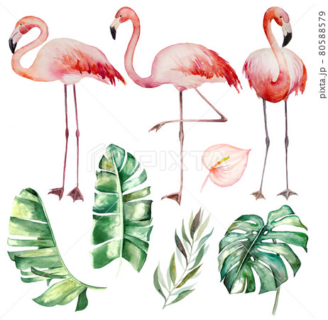 Watercolor pink flamingoes and tropical green leaves isolated illustration 80588579