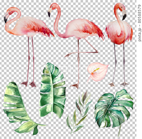 Watercolor pink flamingoes and tropical green leaves isolated illustration 80588579