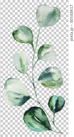 Watercolor eucalyptus leaves set illustration Watercolor eucalyptus leaves set illustration 80588617
