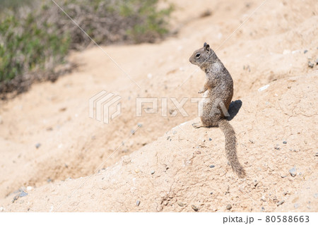 Fluffy rodent. Squirrel sits on ground. Ground-squirrel in natural habitat. Ground squirrel 80588663