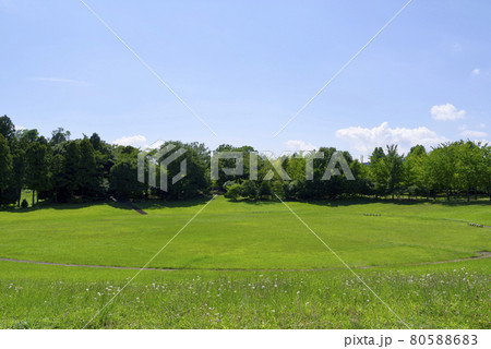 夏の科学万博記念公園（つくば市） 80588683