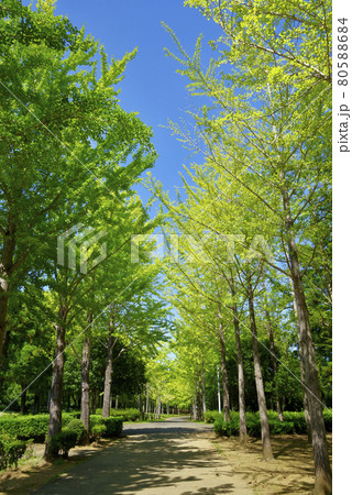 夏の科学万博記念公園（つくば市） 80588684