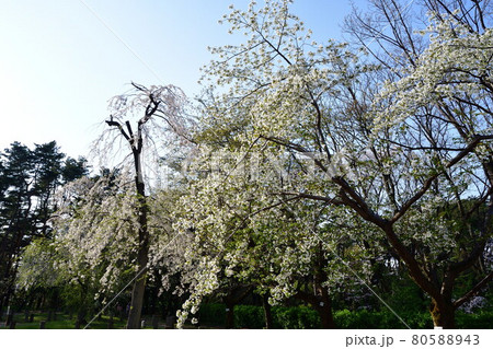 じゅんさい池公園のしだれ桜（新潟県） 80588943