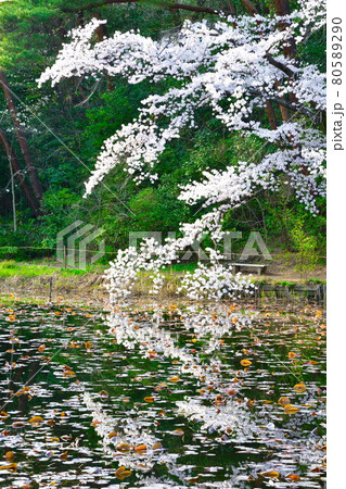 じゅんさい池公園の桜（新潟県） 80589290