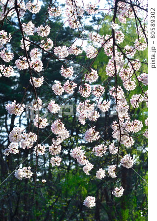 じゅんさい池公園の桜（新潟県） 80589302