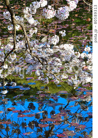 じゅんさい池公園の桜（新潟県） 80589313