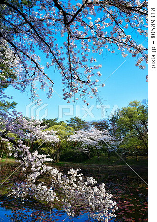 じゅんさい池公園の桜（新潟県） 80589318