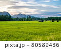 Landscape of rice field in south of Thailand 80589436
