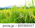 Thai jasmine rice field in south of Thailand 80589437