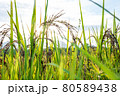 Riceberry rice in field 80589438