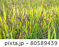 Riceberry rice in field 80589439