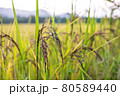 Riceberry rice in field 80589440