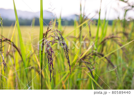 Riceberry rice in field Riceberry rice in field 80589440