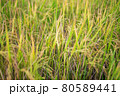 Thai jasmine rice field in south of Thailand 80589441
