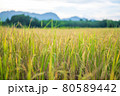 Thai jasmine rice field in south of Thailand 80589442
