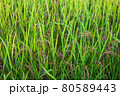 Riceberry rice in field 80589443