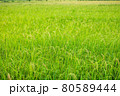 Thai jasmine rice field in south of Thailand 80589444