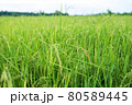 Thai jasmine rice field in south of Thailand 80589445