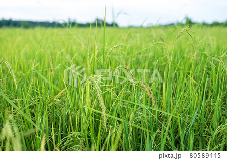 Thai jasmine rice field in south of Thailand Thai jasmine rice field in south of Thailand 80589445