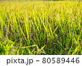 Riceberry rice in field 80589446