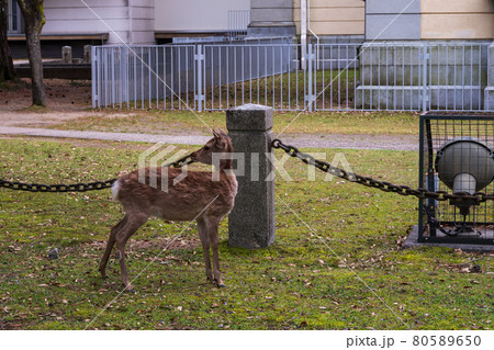 奈良公園の鹿 80589650