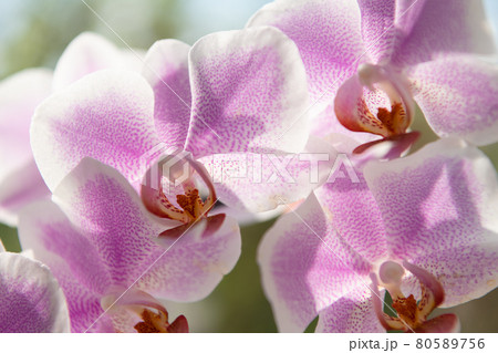 pink orchid flowers of phalaenopsis orchidaceae moth orchids macro, phalaenopsis pink orchid flowers of phalaenopsis orchidaceae moth orchids macro, phalaenopsis 80589756