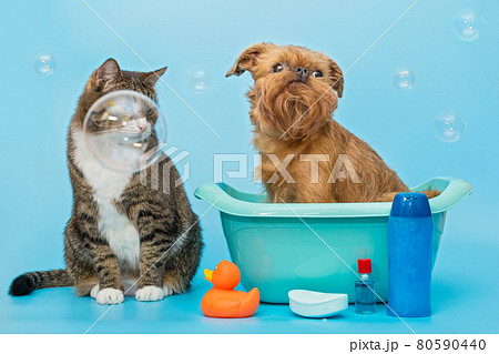 Gray cat and a Brussels Griffon dog wash Gray cat and a Brussels Griffon dog wash 80590440