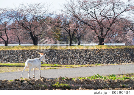 Goat on road with cherry sakura tree, Matsumoto Goat on road with cherry sakura tree, Matsumoto 80590484