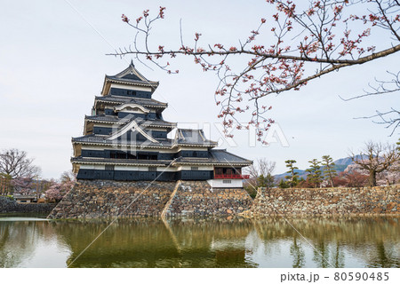 Matsumoto castle with saukra tree in spring, Japan 80590485