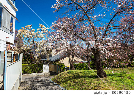 Cherry blossom or sakura at Matsumoto house village Cherry blossom or sakura at Matsumoto house village 80590489