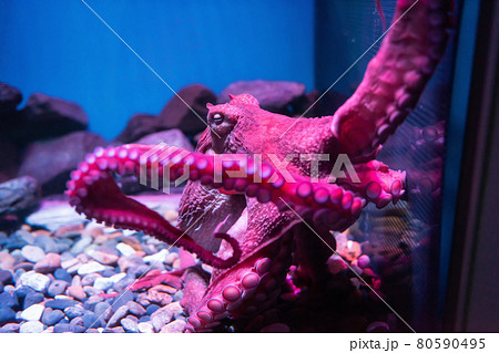 Pink giant octopus sleep in Nagoya aquarium Pink giant octopus sleep in Nagoya aquarium 80590495